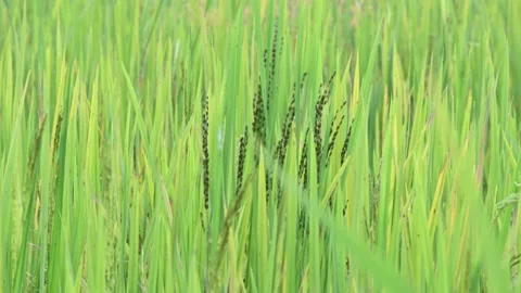 Black rice panicles in the field. Stock Footage 326706538