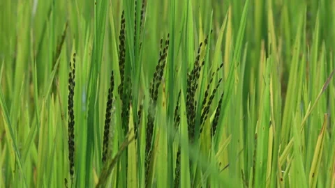 Black rice panicles in the field. Stock Footage 326706548