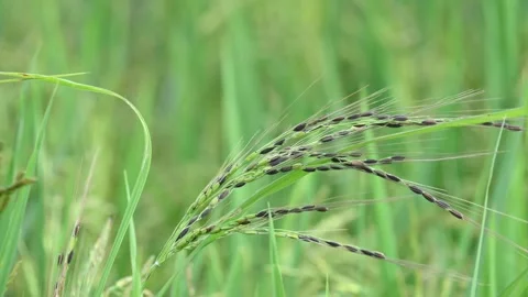 Black rice panicles in the field. Stock Footage 326706560