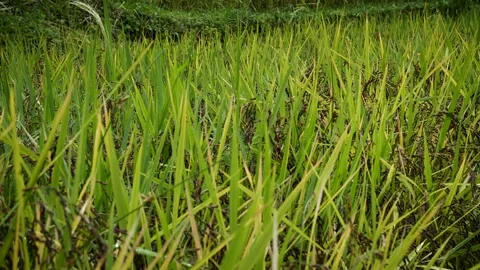 Black rice plantation Vídeos de archivo 277455012