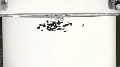 Black rice Slow motion Stock Footage 102154920