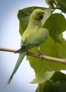 Black ring parakeet Stock Photos