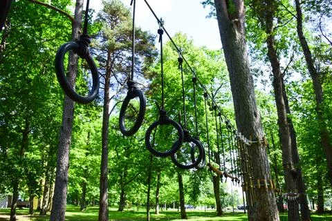 Black rings hang from tree branches Stock Photos