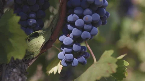 Black ripe grape, closeup shot. Wine industry process. Tuscany product Stock Footage 137099151