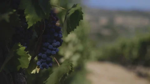 Black ripe grape, closeup shot. Wine industry process. Tuscany product Stock Footage 137100686