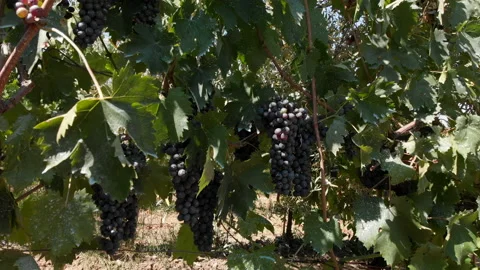 Black ripe grape, vineyard. Wine industry process Stock Footage 137101523
