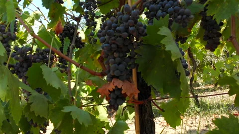 Black ripe grape, vineyard. Wine industry process Stock Footage 137101885