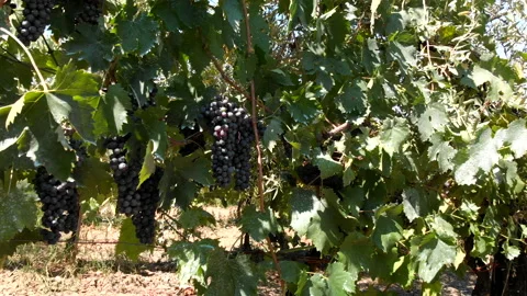 Black ripe grape, vineyard. Wine industry process Stock Footage 137102471
