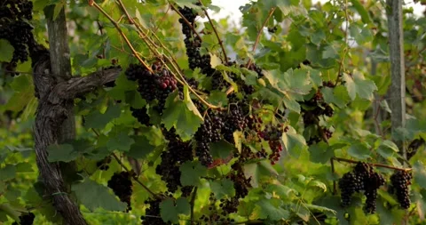 Black ripe grapes on an old vine in vineyards in Austria Stock Footage 258368900