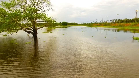 Black river aerial scene in amazon Stock Footage 114869175