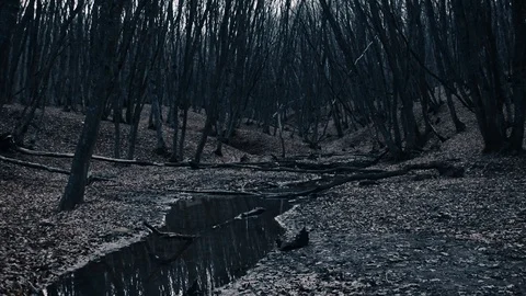 Black river in a dark forest Stock Footage 129671174