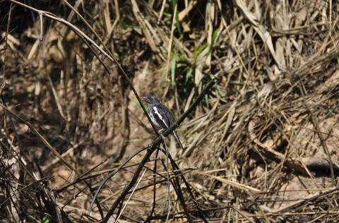 Black Robin bird in Sri Lanka Stock Photos