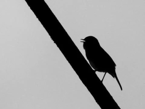 Black robin Stock Photos