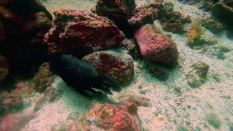 Black rock comes alive in front of surprised scuba diver 스톡 동영상 272565261