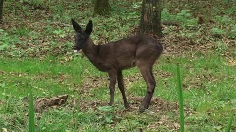 Black Roe Deer buck foraging in field at forest edge - side view Stock Footage 24934474
