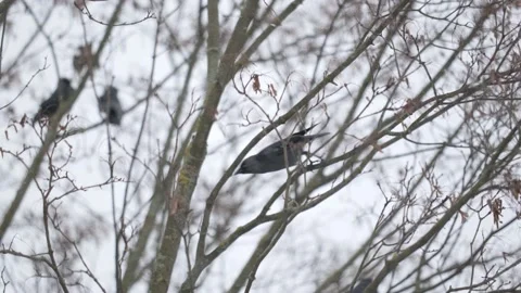 Black rooks on a tree branch in snowfall Stock Footage 221651384