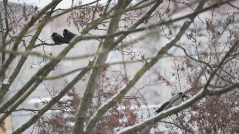 Black rooks on a tree branch in snowfall Stock Footage 226805904