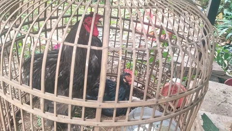 Black Rooster in Bamboo Cage Stock Footage 340417049