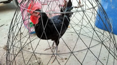 A black rooster called Australorp in a cage 動画素材 161880376