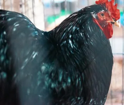 Black Rooster Close Up Stock Photos