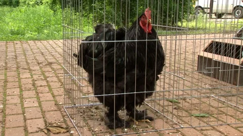 Black rooster crows Stock Footage 44726543