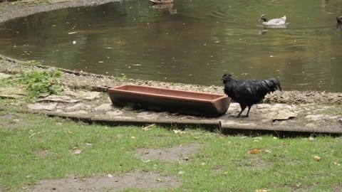 Black rooster eats in front of the lake and geese Video stock 231478632