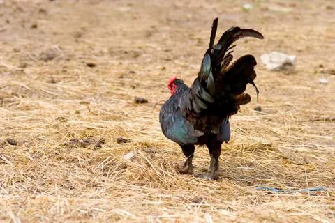 Black rooster on a farm ground Stock Photos