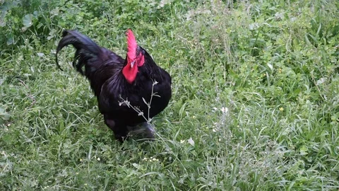 Black rooster in the garden Stock Footage 126479218