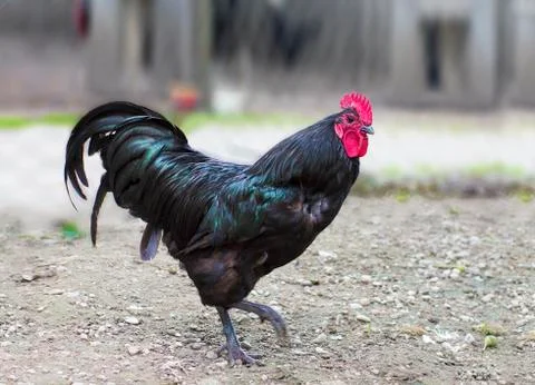 Black rooster  on a ground Stock Photos