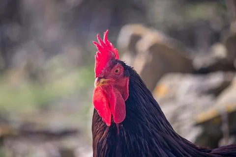 Black rooster - the head of a rooster Stock Photos