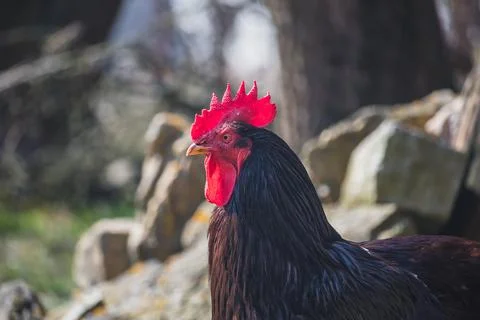 Black rooster - the head of a rooster Stock Photos