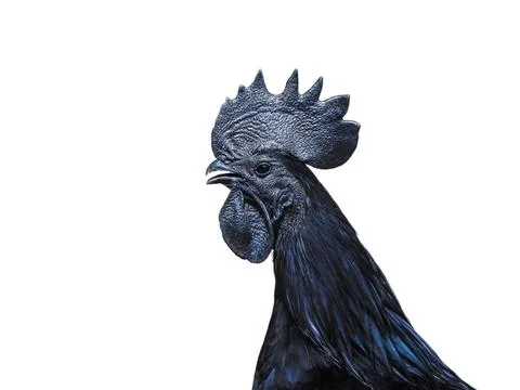 Black rooster isolated on white background Фото