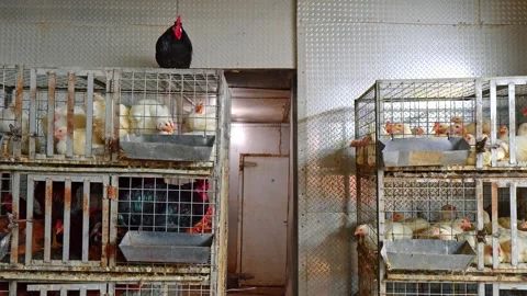 Black rooster perched atop cage at poultry market. Eye level view of dark Video stock 336339165