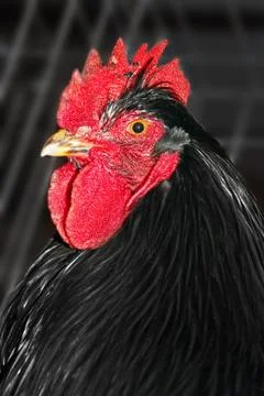 Black rooster Stock Photos