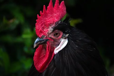 Black rooster Foto stock