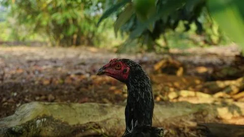 Black Rooster Roaming in the Backyard Stock Photos