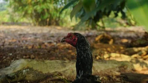 Black Rooster Roaming in the Backyard Foto stock