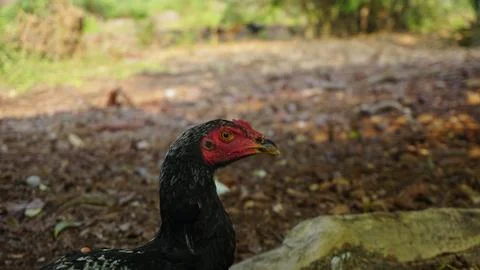 Black Rooster Roaming in the Backyard Stock Photos