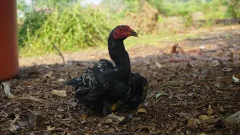 Black Rooster Roaming in the Backyard Stock Photos