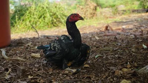 Black Rooster Roaming in the Backyard Stock Photos
