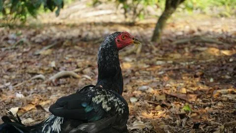 Black Rooster Roaming in the Backyard Foto stock