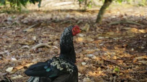 Black Rooster Roaming in the Backyard Stock Photos