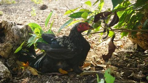 Black Rooster Roaming in the Backyard Stock Photos