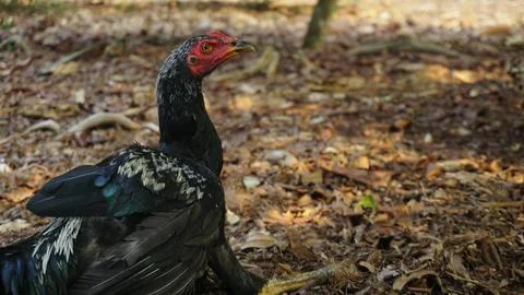 Black Rooster Roaming in the Backyard Stock Photos