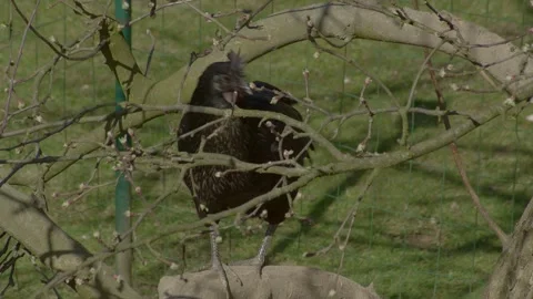 Black Rooster stepping on stone in front of a branches in a sunny weather Stock Footage 272588367