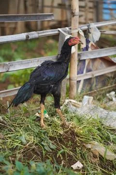 Black rooster walking in front of field fence Stock Photos