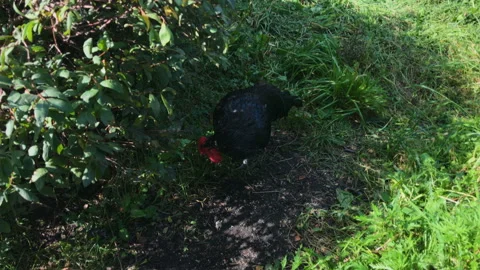 A black rooster walking in grass 库存影片 93364937