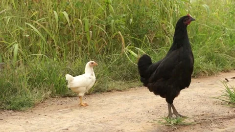 Black Rooster Walking With A White And Gray Baby Roosters Stock Footage 196844868