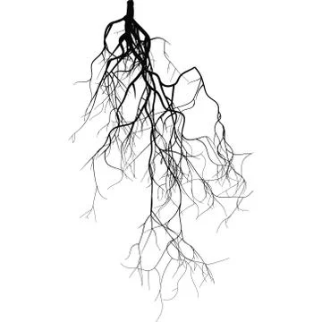 Black root system - vector set Stock Illustration