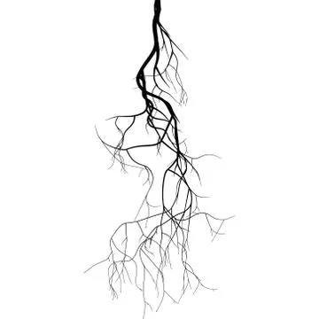 Black root system - vector set Stock Illustration